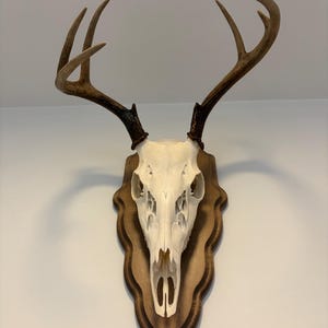 Federico added a photo of their purchase