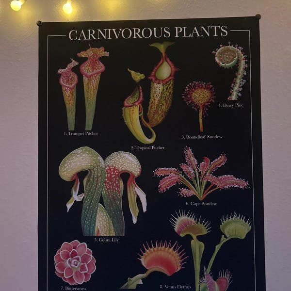 Carnivorous Plants Art Print | Plant Art | Moody Decor | Botanical Art ...