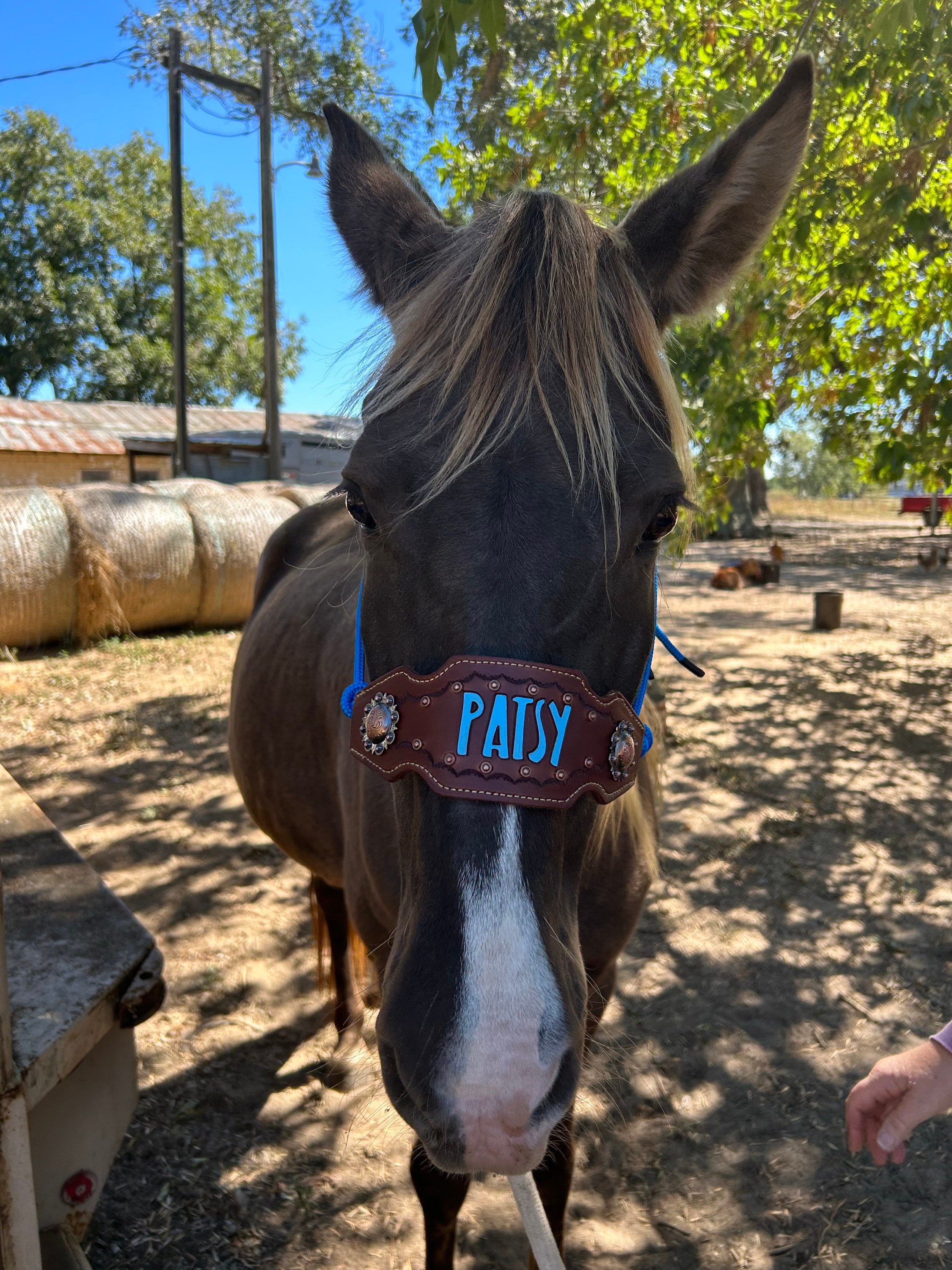 Custom Bronc Noseband with Premium Yacht Rope Halter