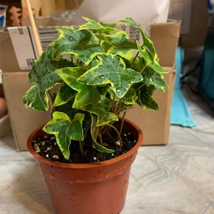 Maureen added a photo of their purchase