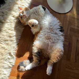 Shannon added a photo of their purchase