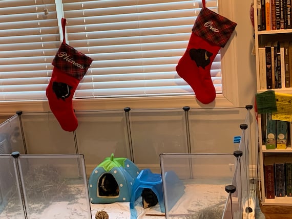 Customer photo of a pet with the Guinea Pig Christmas Stocking in Various Colors