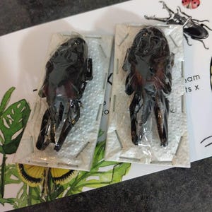 マダガスカルサンセットモス額装標本 | 博物館品質ディスプレイ
