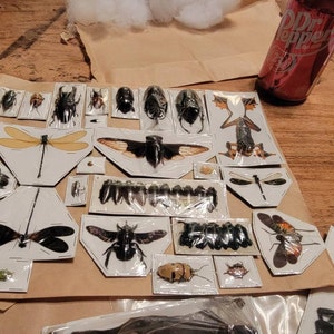 Assorted Bugs Insects Specimen Wholesale Mix Lot Bulk - Etsy