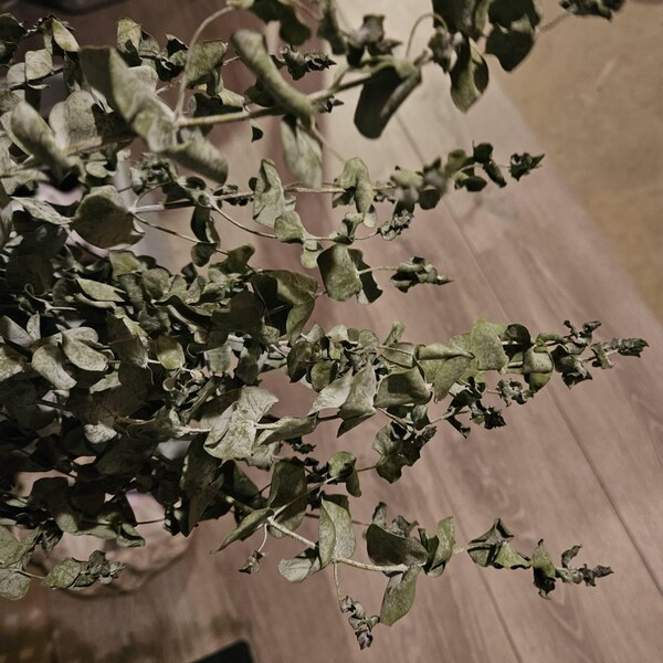 Fresh Eucalyptus Shower Bundle, Eucalyptus Shower Bundle, Indoor ...