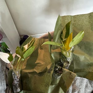 Mary added a photo of their purchase