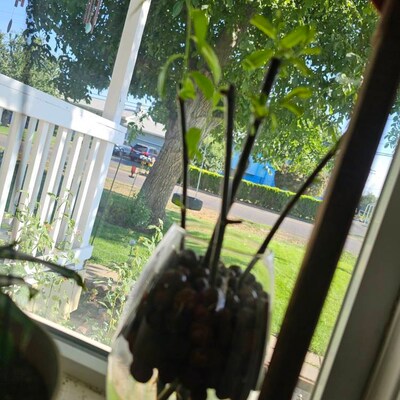 Fresh Boxwood, Cut to Order, Sold by the Pound, Fresh Wreath Greenery ...