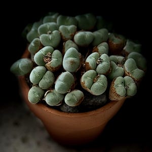 Conophytum Luisae da 2,5'' - Etsy Italia