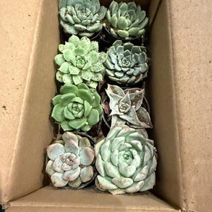 mini artificial succulents Mini Faux Succulents Set of 3, Tiered Tray Decor  allseasonshousedecor.com