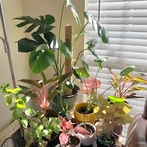 Jenny added a photo of their purchase