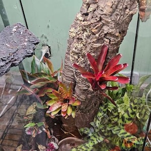 Suzanne さんが購入した商品の写真を追加しました