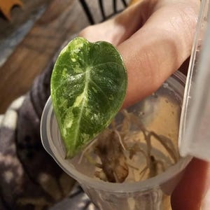 Logan added a photo of their purchase