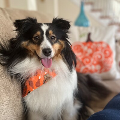 st patricks day bandana for dog