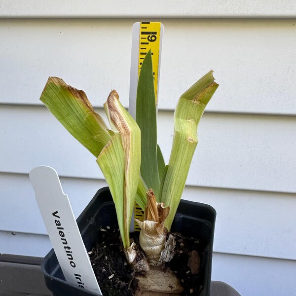 Old Black Magic Iris – Fragrant Perennial With Dark Ink-Black Flowers – Quart Pot