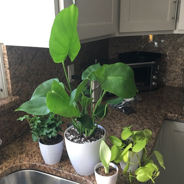 Monstera review from Etsy prettyingreenplants