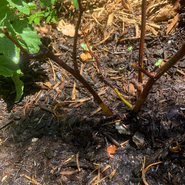 Rose romantic Antike 浪漫古董strong Fragrance Live Shrub Plant Ownroot, 1 ...