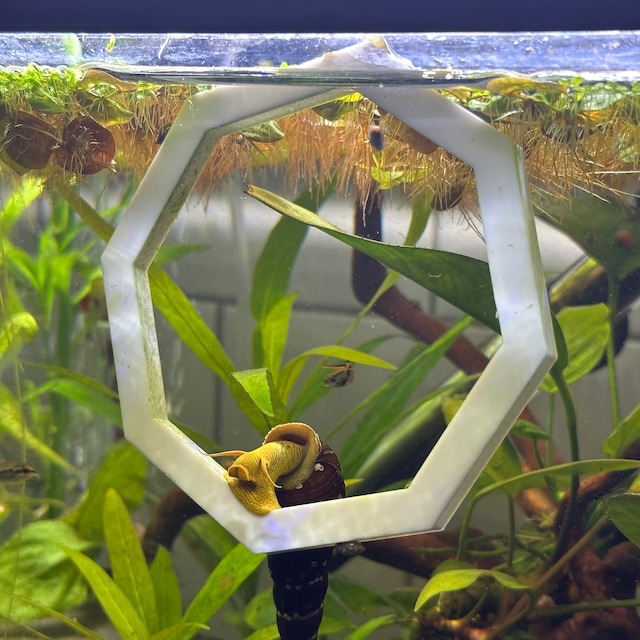 Delmaring Floating Plant rings , Aquarium feeding feeder rings