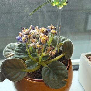 Jessica added a photo of their purchase