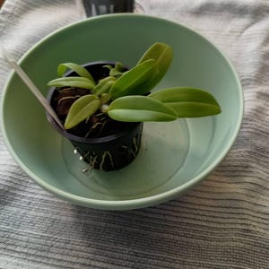 Pat added a photo of their purchase