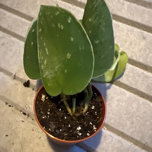 Jennifer added a photo of their purchase