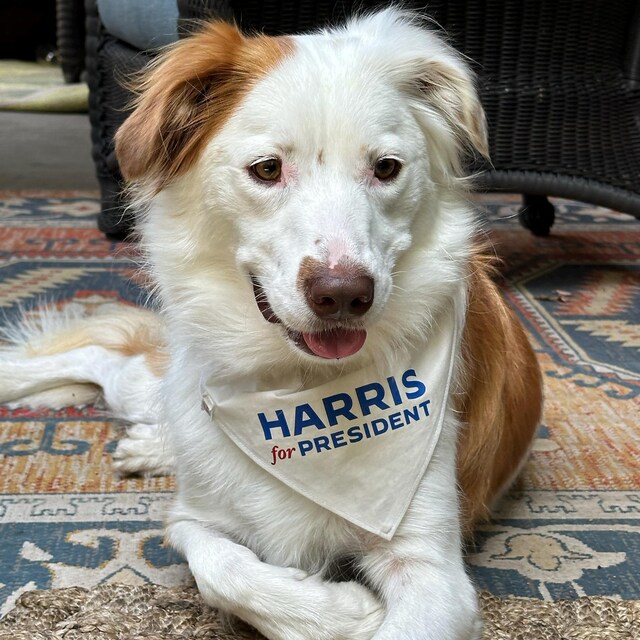 S'mores Premium Over the Collar Over the Collar Dog Bandana