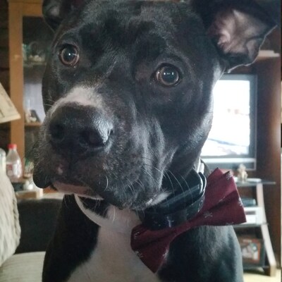 burgundy dog bow tie