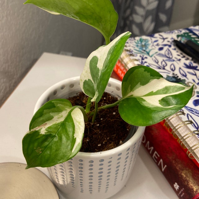 Epipremnum Aureum Glacier - Rare Pothos Variety - Variegated Mini