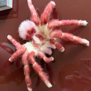 本物そっくりのタランチュラ、可動式棚飾り、壁掛け、昆虫アート