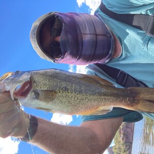 Flugenzombie - An Articulated Streamer - Fly Fish Food -- Fly Tying And