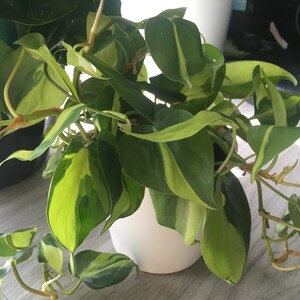 VonPohl added a photo of their purchase