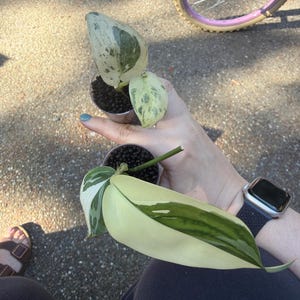 Shayna hat ein Foto des gekauften Artikels hinzugefügt