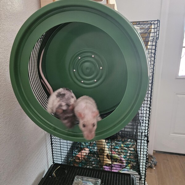 Curated visual reference: Visual Reference: Sugar Glider Set Glider Hide Suggie Safe Toy All Natural