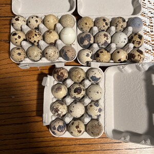 250-Pack Jumbo Quail Egg Cartons - 12 Cell (3x4) Secure Snap Close, Fast Shipping 9 thumbnail image