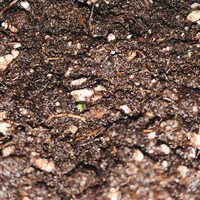 Southwestern White Pine Tree Seeds PINUS STROBIFORMUS Fresh Seeds