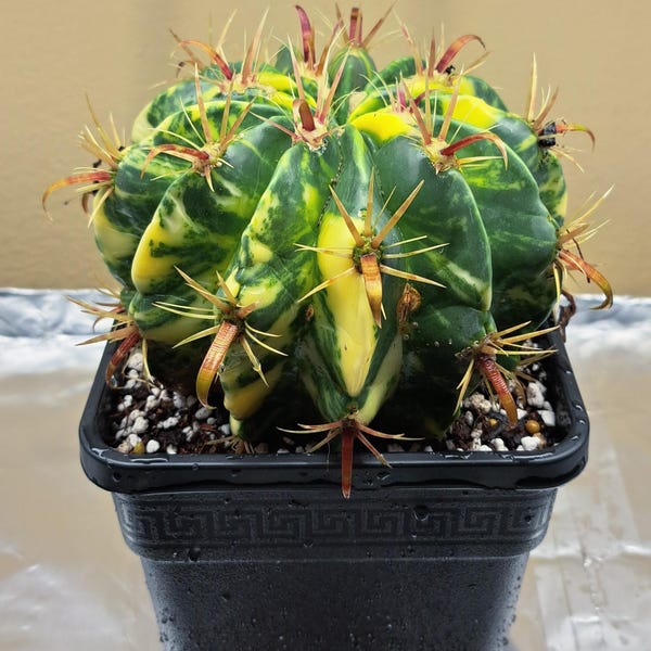 6” Gymnocalycium Mihanovichii Grafted on Hylocereus Undatus *RARE* - Etsy