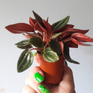 Karen added a photo of their purchase