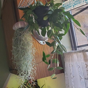 Laura added a photo of their purchase