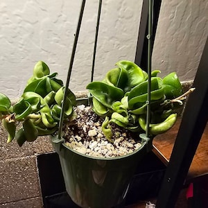 JACQUELYN added a photo of their purchase