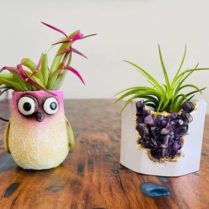 Susan added a photo of their purchase