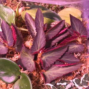 Kayla ha añadido una foto de su compra