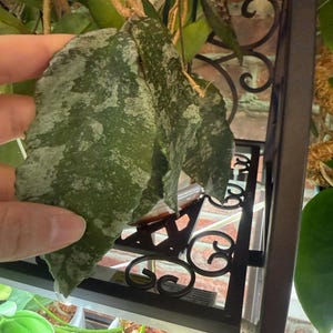 Hoya Caudata Gold (((hoya)))) Phyto-cer///// - Etsy
