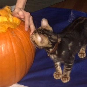 C added a photo of their purchase