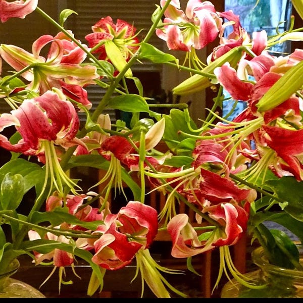 Deep Raspberry Color Flowers Black Beauty Lily Flower Bulbs - 4-7' Tall - Late Summer Prolific ...
