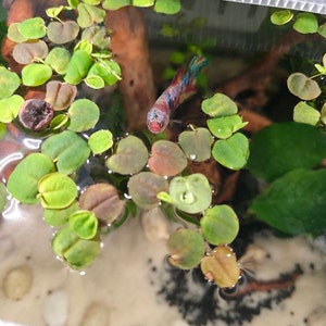Phyllanthus Fluitans Red Root Floater - Live Aquarium Plant