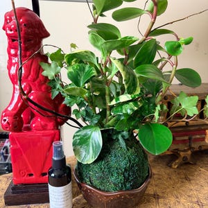 Ashley ha añadido una foto de su compra