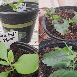 Janie ha añadido una foto de su compra