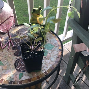 Marlene added a photo of their purchase