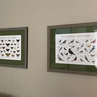 North Carolina Butterflies Field Guide Art Print / Butterfly Poster / Watercolor Painting / Wall ...