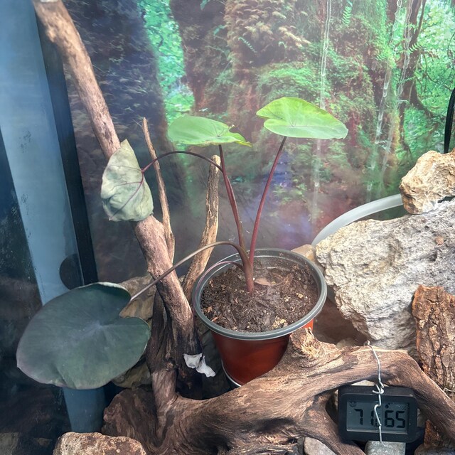 Colocasia Black Coral Elephant Ear 4” Plant **(ALL Plants Require