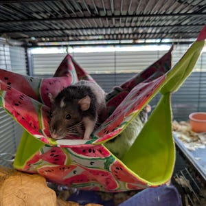 Savannah added a photo of their purchase